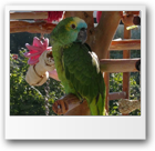 Jarek's parrot (Cal)